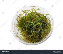 Attēlu rezultāti vaicājumam “Taxiphyllum wissgrillii”