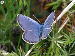 Attēlu rezultāti vaicājumam “Plebejus idas underside”