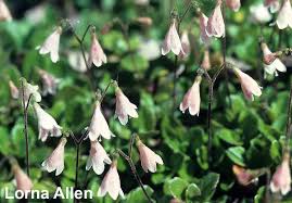 Attēlu rezultāti vaicājumam “Linnaea borealis fruit”