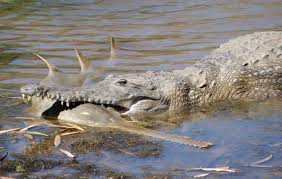 Image result for Pristis pristis