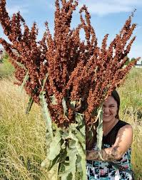 Attēlu rezultāti vaicājumam “Rumex aquaticus fruit”