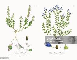 Attēlu rezultāti vaicājumam “Polygala vulgaris leaf”