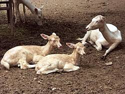 Attēlu rezultāti vaicājumam “Dama dama”