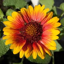 Image result for Gaillardia