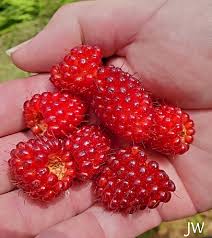 Attēlu rezultāti vaicājumam “Salix repens subsp. rosmarinifolia fruit”