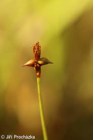 Attēlu rezultāti vaicājumam “Carex dioica”