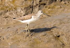 Attēlu rezultāti vaicājumam “Tringa nebularia”