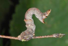 Attēlu rezultāti vaicājumam “Selenia dentaria larva”