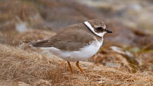 Attēlu rezultāti vaicājumam “Charadrius hiaticula adult”