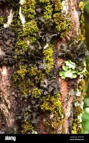 Attēlu rezultāti vaicājumam “Leptogium saturninum”