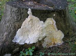 Attēlu rezultāti vaicājumam “Skeletocutis odora”