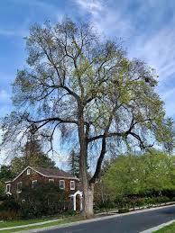 Attēlu rezultāti vaicājumam “Ulmus minor”