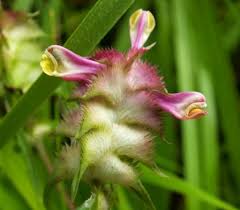 Attēlu rezultāti vaicājumam “Melampyrum cristatum”