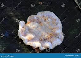 Attēlu rezultāti vaicājumam “Postia fragilis”