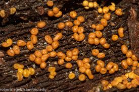 Attēlu rezultāti vaicājumam “Fuligo cinerea macro”