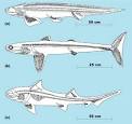 AccessScience | Elasmobranchii