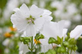 Image result for Malva moschata alba