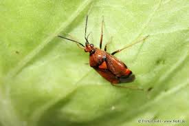 Attēlu rezultāti vaicājumam “Deraeocoris ruber imago”