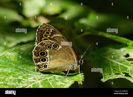 Attēlu rezultāti vaicājumam “Lopinga achine”