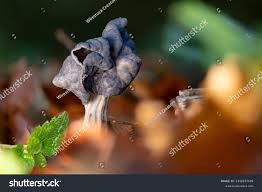 Attēlu rezultāti vaicājumam “Helvella lacunosa”