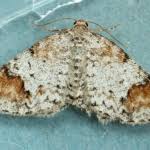 Attēlu rezultāti vaicājumam “Venusia blomeri”