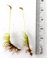 Attēlu rezultāti vaicājumam “Dicranum montanum sporophyte”