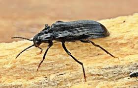 Attēlu rezultāti vaicājumam “Melandrya dubia”