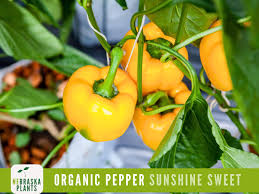 Afbeeldingsresultaat voor baby yellow sweet pepper