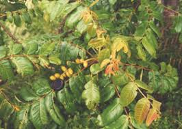 Attēlu rezultāti vaicājumam “Juglans ailanthifolia”