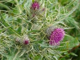 Attēlu rezultāti vaicājumam “Cirsium x rigens flower”