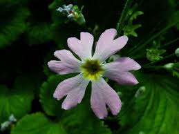 Image result for Primula malacoides