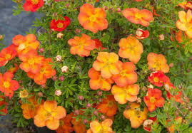 Attēlu rezultāti vaicājumam “Pentaphylloides fruticosa flower”
