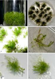 Attēlu rezultāti vaicājumam “Dicranum undulatum”