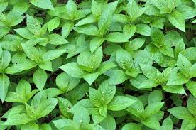 Attēlu rezultāti vaicājumam “Mercurialis perennis”