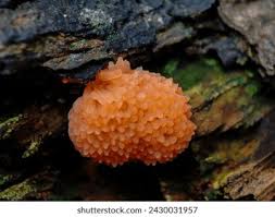 Attēlu rezultāti vaicājumam “Tubifera ferruginosa (subsp. ferruginosa) sessile”