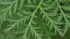 Image result for Artemisia annua