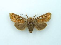 Attēlu rezultāti vaicājumam “Panolis flammea”