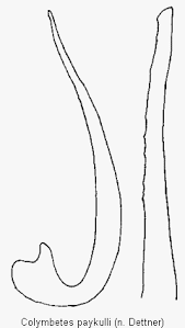 Attēlu rezultāti vaicājumam “Colymbetes paykulli”