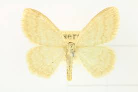 Attēlu rezultāti vaicājumam “Scopula floslactata”