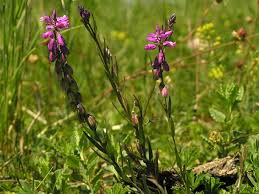 Attēlu rezultāti vaicājumam “Polygala comosa”