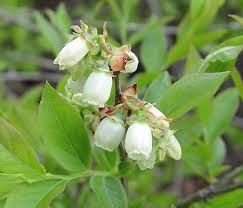 Attēlu rezultāti vaicājumam “Vaccinium angustifolium”