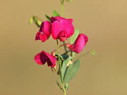 Attēlu rezultāti vaicājumam “Lathyrus tuberosus bud”