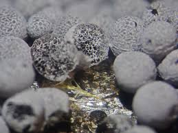 Attēlu rezultāti vaicājumam “Badhamia affinis spores”