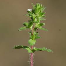 Attēlu rezultāti vaicājumam “Veronica arvensis leaf”