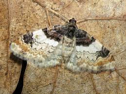 Attēlu rezultāti vaicājumam “Catarhoe cuculata”