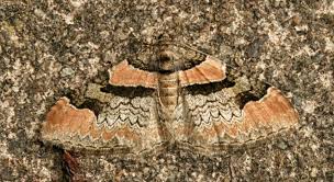 Attēlu rezultāti vaicājumam “Catarhoe rubidata”