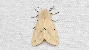 Attēlu rezultāti vaicājumam “Spilosoma lutea”