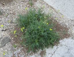 Attēlu rezultāti vaicājumam “Diplotaxis tenuifolia bud”