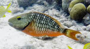 Image result for Sparisoma viride