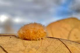 Attēlu rezultāti vaicājumam “Cynipidae”